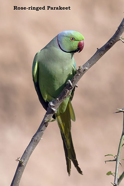 Rose-ringed Parakeet by Bob Coosins